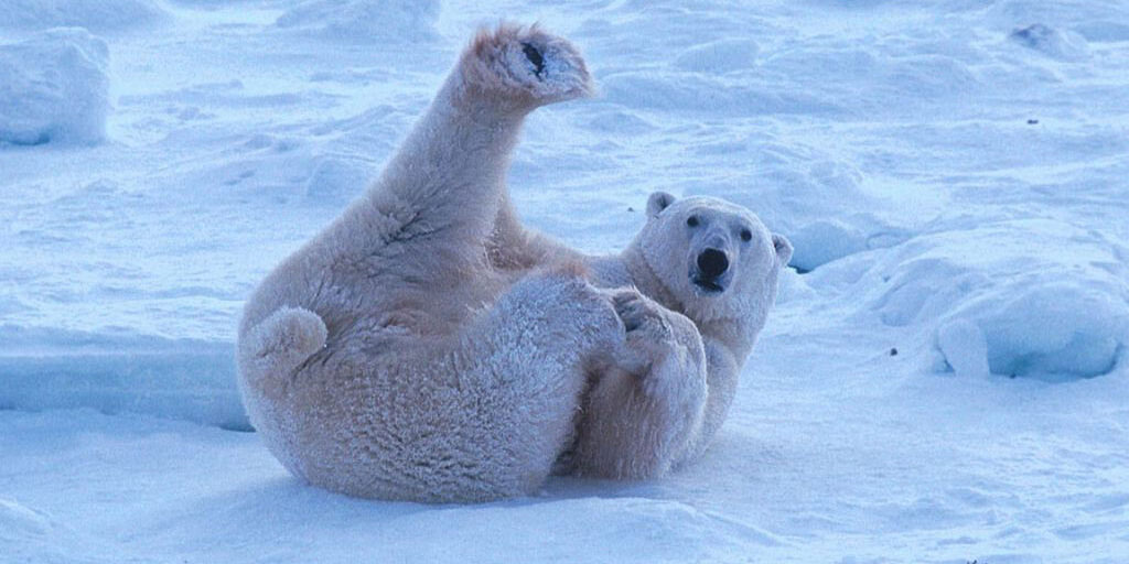 Choosing the Right Type of Ice Melt Choosing the Right Type of Ice Melt