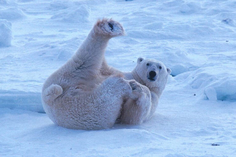 Choosing the Right Type of Ice Melt Choosing the Right Type of Ice Melt